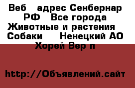 Веб – адрес Сенбернар.РФ - Все города Животные и растения » Собаки   . Ненецкий АО,Хорей-Вер п.